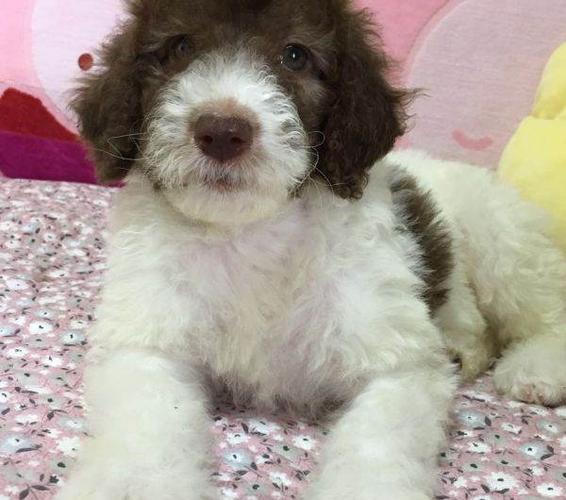 家养花巨贵宝宝找新家 ,寻不离不弃的父母