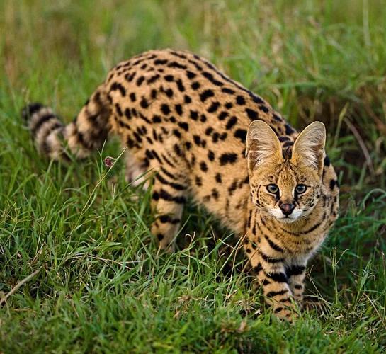 薮猫漫步在自然界的精灵