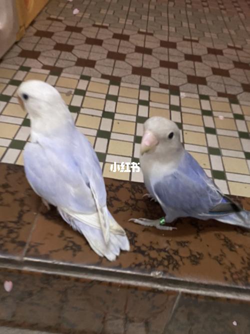 看来配对成功了_鹦鹉_牡丹_牡丹鹦鹉_宠物_宠物其他