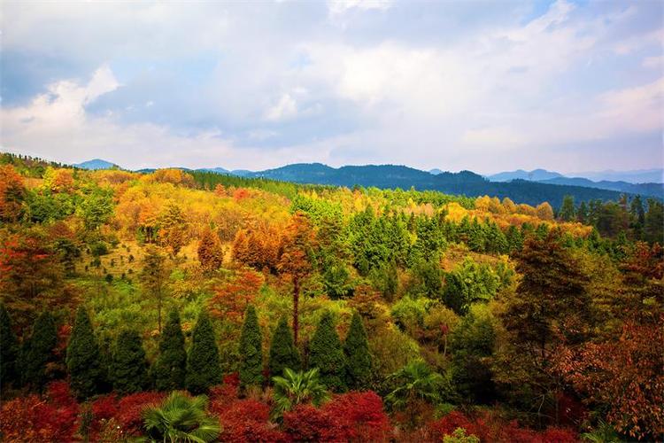 贵州龙架山国家森林公园