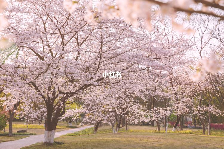 杭州植物园樱花盛开正当时_樱花_植物园_景点_杭州植物园_盆栽园_盆栽
