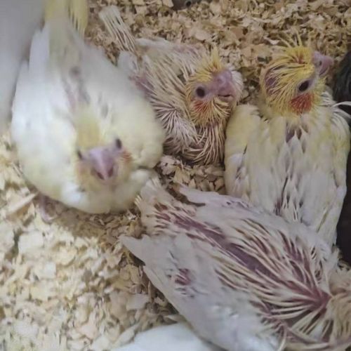 【京选推荐】鹦鹉活手养鸟会说话鸟牡丹鹦鹉虎皮黄化玄凤雏鸟幼鸟活