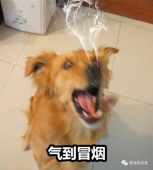 金毛生气表情包哎好气奥