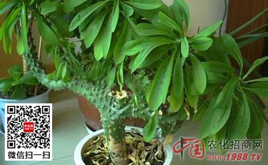麒麟掌怎么养麒麟掌的养殖方法和注意事项