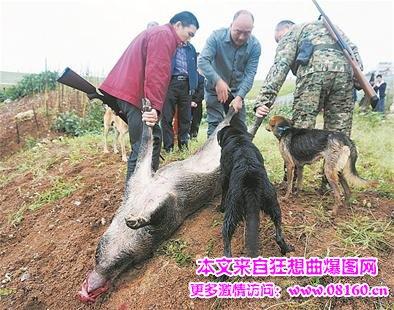 关于猎狗咬野猪的图片180斤藏獒咬死野猪图