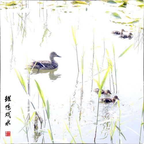 雏鸭戏水