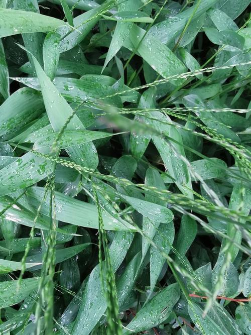 身边的中草药——淡竹叶|盆栽|植物|禾本科_网易订阅