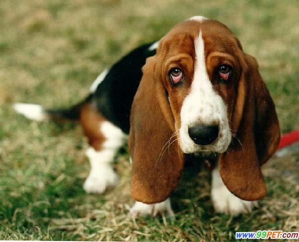 想买只短毛的小型狗,比较好养的价格不要太贵的有么,最好像金毛那种