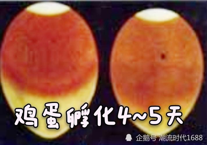 怎么孵小鸡,孵小鸡的方法有两种