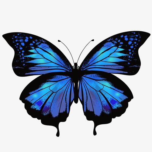 关键词 : 手绘,蝴蝶,蓝色