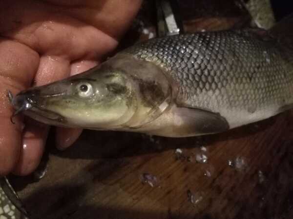 这是什么鱼?身体细长,有两根胡须.