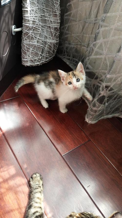 三花猫咪求领养
