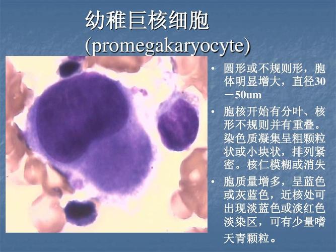 实验三 巨核细胞系统形态观察ppt