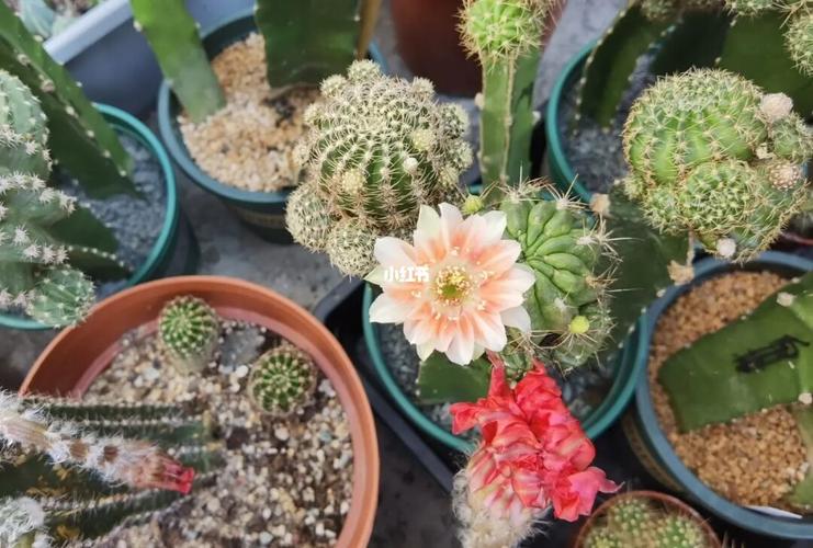 丽花仙人球开花图走一波_仙人掌_从化区攻略_仙人球开花_家居家装