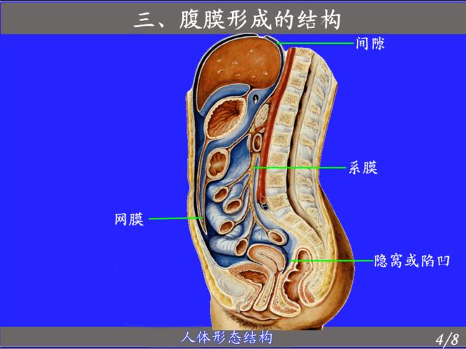 人体的结构腹膜