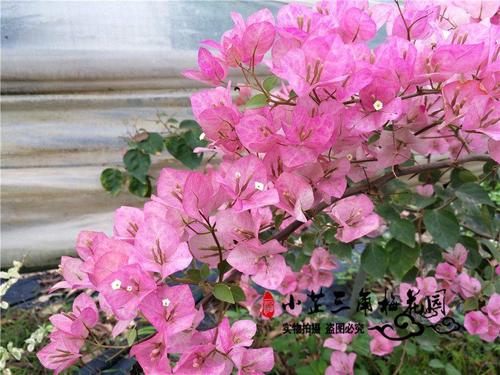 绿叶五宝-三角梅品种介绍和图集