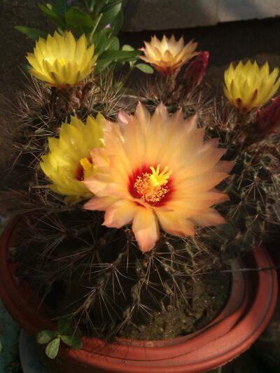 仙人球开花了!还会变色呢