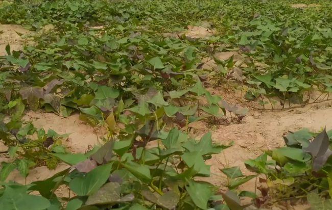 红薯苗期高产管理,农户做好3件事,结薯才会多,很简单