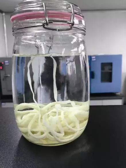 周先生体内排出的绦虫