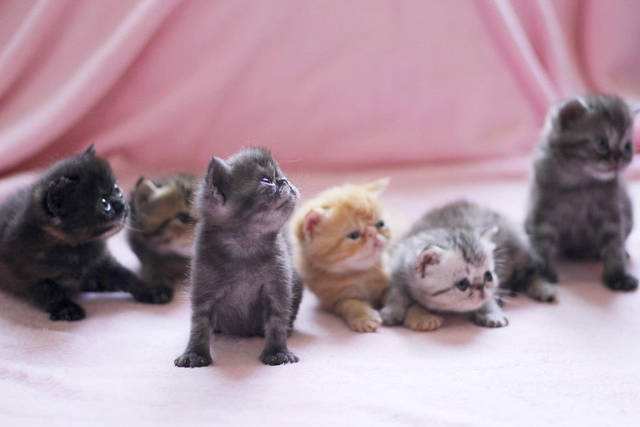 想要挑选出一窝中的最强猫咪?符合以下5点,绝对是潜力