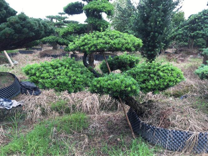 供应精品造型罗汉松五针松红花继木桩