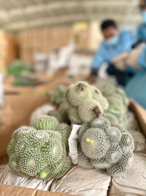 2592株濒危植物仙人球,仙人柱出口被查!