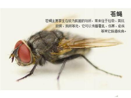 台湾灭苍蝇,灭苍蝇灯,雨晴除虫(优质商家)