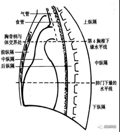 纵隔解剖   纵隔疾病x线诊断要点