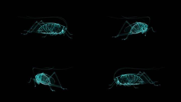 昆虫全息投影01_1920x1080_高清视频素材下载(编号:)