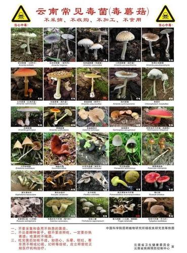 吃菌要小心云南卫健委发布预防野生菌中毒预警公告附毒蘑菇图片