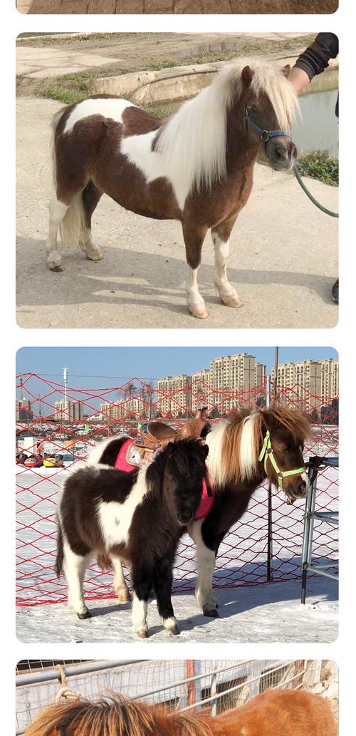 骑乘 观赏 繁殖产地/厂家山东晟启养马场品牌山东晟启品种德保矮马 设