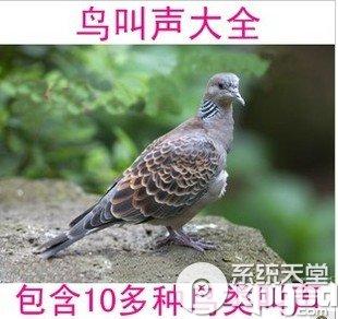 鸟叫声mp3免费下载