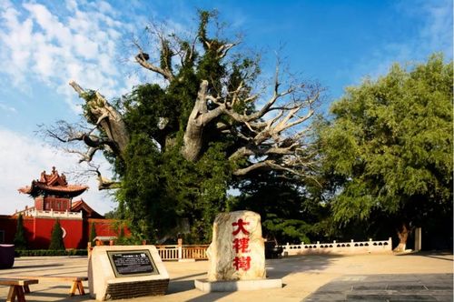 "喜提"国家5a级之后,山西洪洞大槐树邀你再"打卡"!