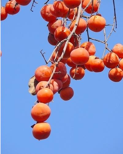 柿子的功效与作用