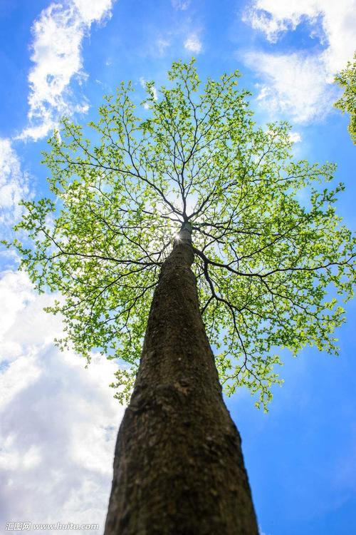 去呵护,用爱去浇灌,让你们的婆媳关系一点点地长成枝繁叶茂的参天大树