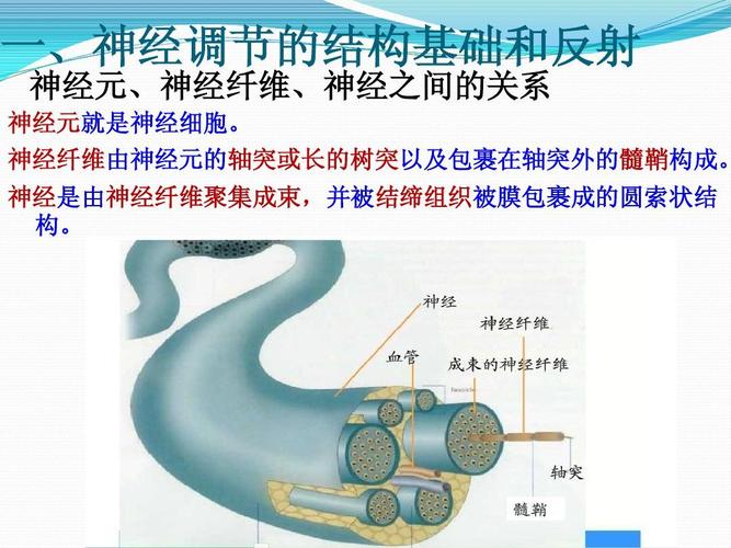 神经纤维由神经元的轴突或长的树突以及包裹在轴突外的髓鞘构成.
