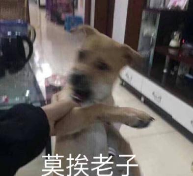 ydm资源狗_资源网站大全_资源网址导航