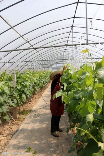 葡萄种植大棚图片