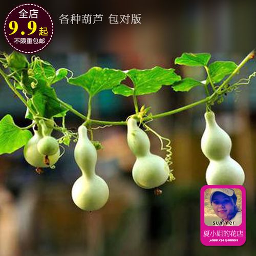观赏小宝手捻大瓢葫芦攀爬蔓生爬藤爬墙栅栏盆栽植物花卉种子包邮