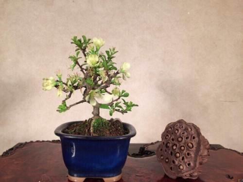 "盆景"日本长寿梅 原盆进口盆景 白花小品