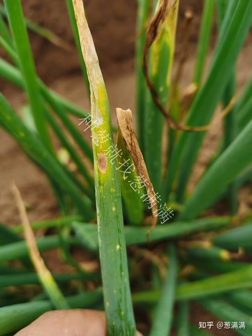 大葱疫病怎么治?