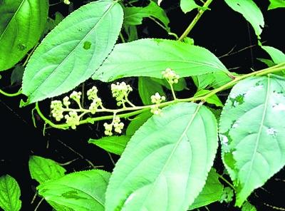雷公藤是卫矛科植物雷公藤的根.; 雷公藤,白色曼陀罗上采集花蜜