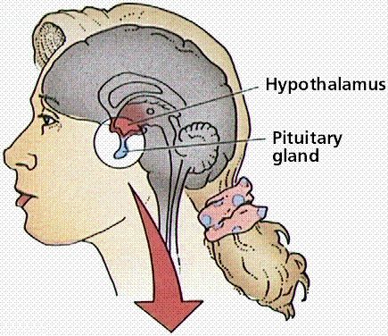 pituitary gland