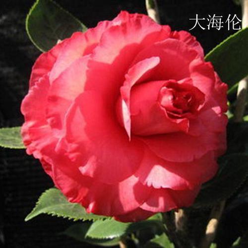 阳台庭院名贵绿植龙岩海伦永福茶花