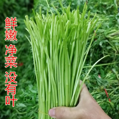 新鲜芦蒿当季蔬菜去根去叶农家黎蒿篱蒿藜蒿嫩泥蒿蓠蒿漓篙苔离蒿