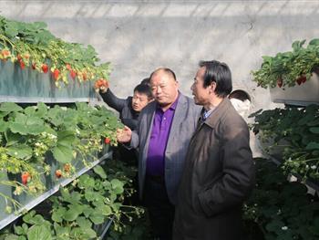 山泰生态园立体无土栽培草莓采摘