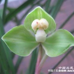 老种红杆翠桃 - 中国兰花交易网