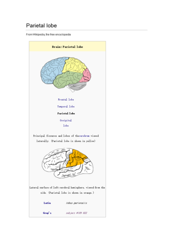 parietal lbe.doc