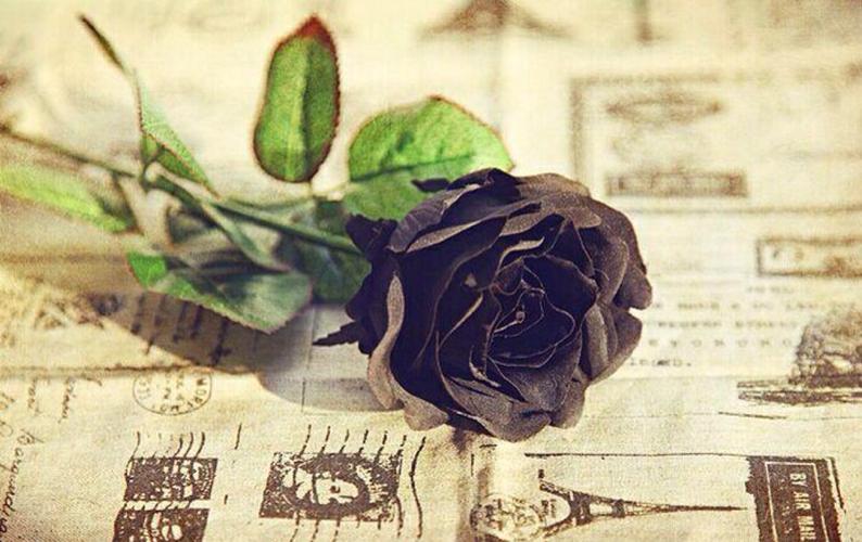 时光里的黑玫瑰 - 堆糖,美图壁纸兴趣社区