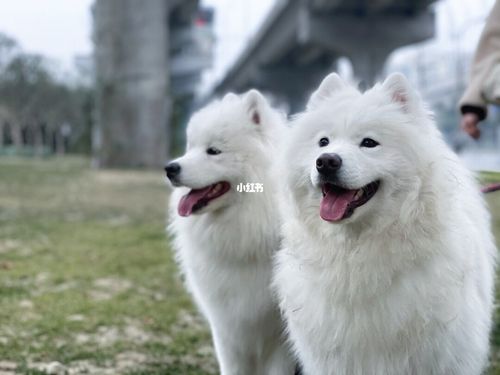 萨摩耶情头_萨摩耶_宠物_我家宠物好可爱_素材_头像